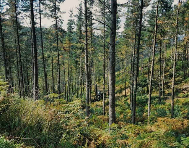 Becas Prácticas profesionales remuneradas en Central forestal con Fundación Novia Salcedo.