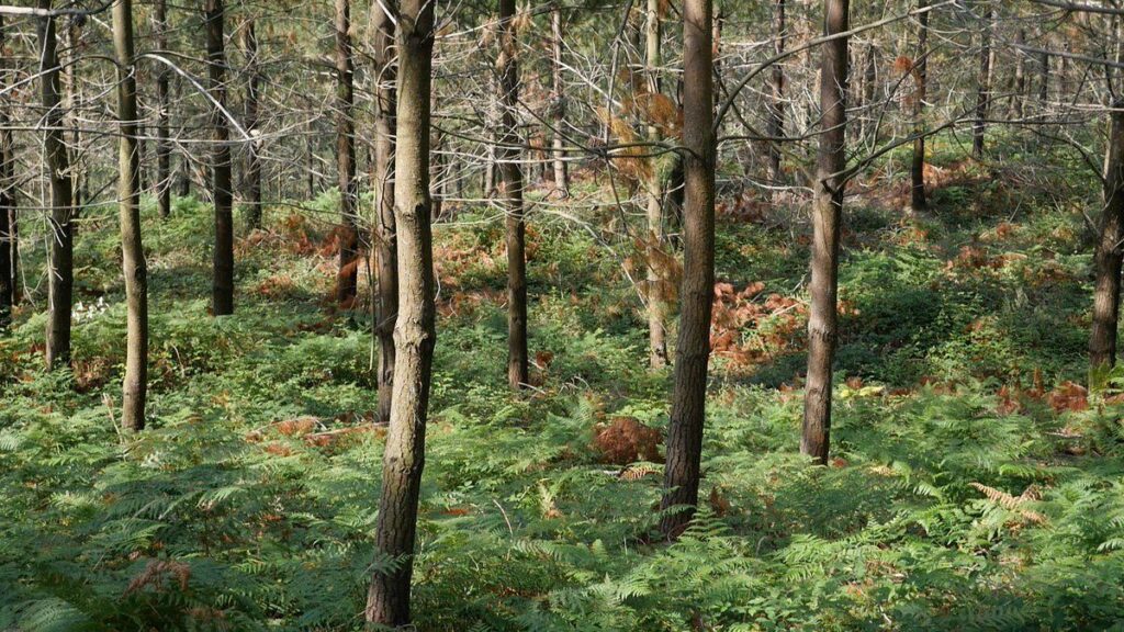 Becas Prácticas Profesionales remuneradas en Central Forestal con Fundación Novia Salcedo