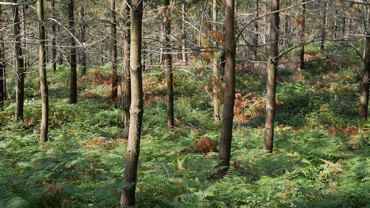 Becas Prácticas Profesionales remuneradas en Central Forestal con Fundación Novia Salcedo