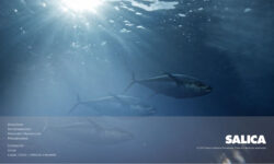 Becas Prácticas profesionales remuneradas en Salica con Fundación Novia Salcedo.